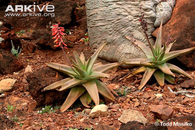 آلوئه پِری - معرفی و خواص گیاهان دارویی